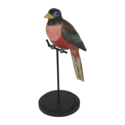 Oiseau Marron/rouge