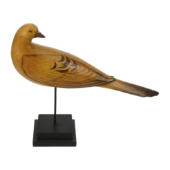 Pigeon demoiselle